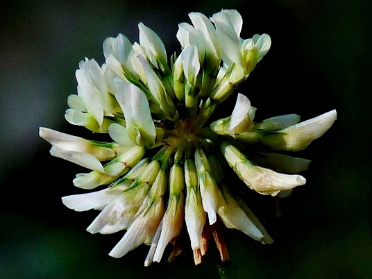 {Trifolium repens}